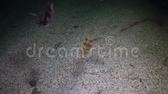 有盖墨鱼塞皮晚上在红海的珊瑚礁附近游泳寻找食物视频的预览图