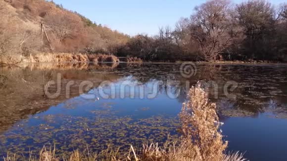 秋日阳光明媚的公园里长满杂草的池塘视频的预览图