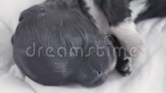 睡犬在白色背景下繁殖约克郡梗视频的预览图
