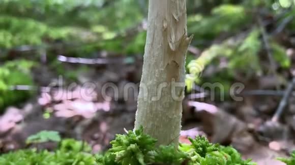 密林中的蘑菇木中的手指视频的预览图