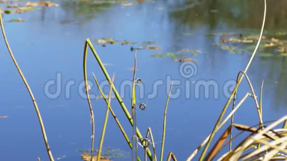 秋日阳光明媚的芦苇池塘里垂钓视频的预览图