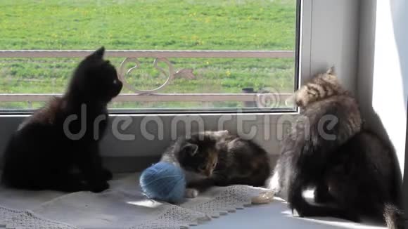小猫在窗台上玩视频的预览图