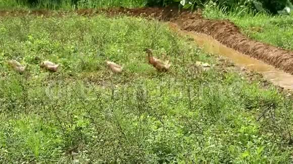一群鸭子在田野里寻找食物视频的预览图