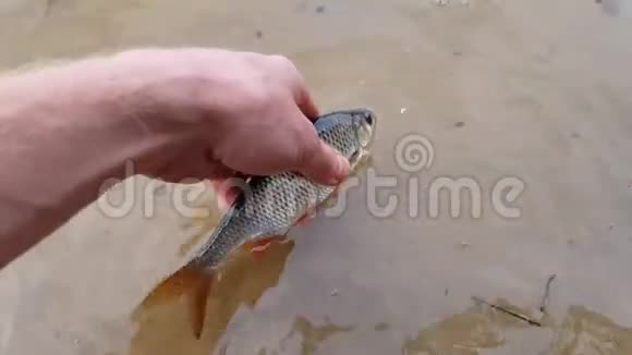 渔夫手里鱼视频的预览图