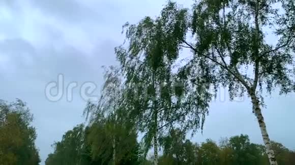 树叶在一场小风暴中随风飘动天空被云层覆盖慢动作视频的预览图