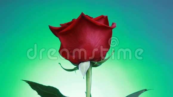 红色玫瑰的特写在绿色背景上旋转带有花瓣的宏射玫瑰视频的预览图