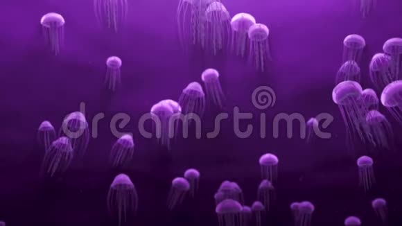 紫色海蜇海冻和平游泳深海海洋水族馆4K环视频的预览图