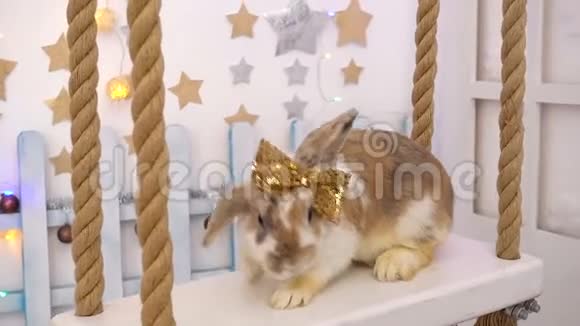 浅褐色的兔子在跷跷板上视频的预览图