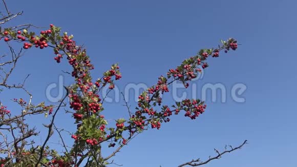 乌克兰提利格尔斯基河口山坡野生山楂红色果实视频的预览图