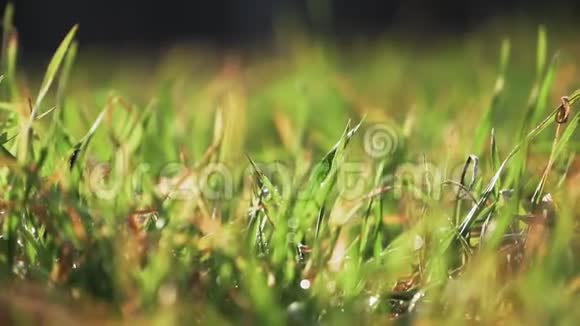 美丽的绿草带着露珠新鲜感背景模糊特写镜头慢动作视频的预览图