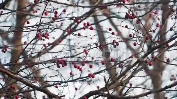 秋天有罗文浆果的树枝大自然视频的预览图