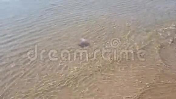 浅浪中沙滩上的水母视频的预览图