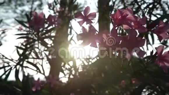 日落时树枝上的粉色夹竹桃花视频的预览图