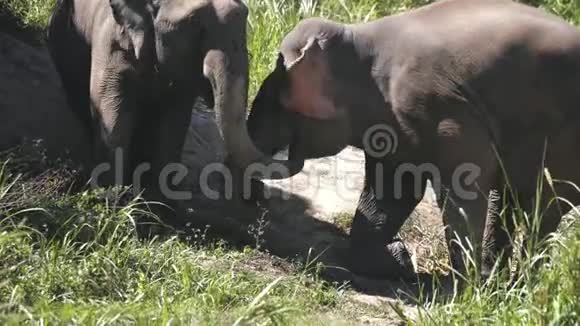 泰国丛林保护区的亚洲大象夫妇视频的预览图