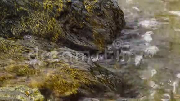 保加利亚黑海沿岸的岩石上生长着褐藻冲浪区视频的预览图