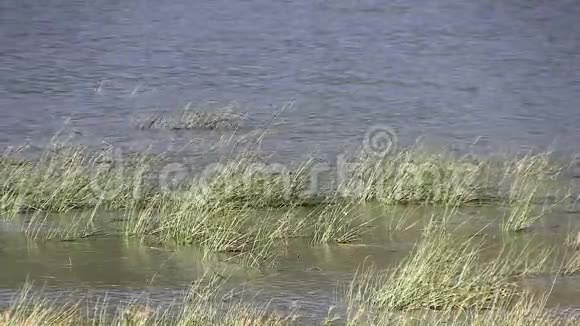 绿色的芦苇吹拂着大片裸湖视频的预览图