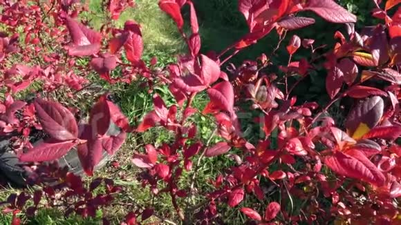 秋高气爽的蓝莓嫩枝叶子颜色红色表示植被的结束视频的预览图