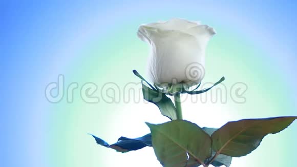 白色玫瑰花旋转特写蓝色背景爱的象征情人节卡片设计视频的预览图