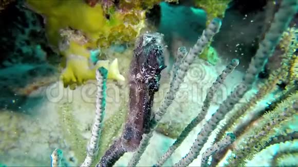 珊瑚礁的水下性质黑色海马特写镜头视频的预览图