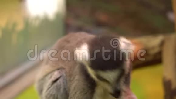 勒穆吃环尾勒穆坐着吃胡萝卜热带动物视频的预览图