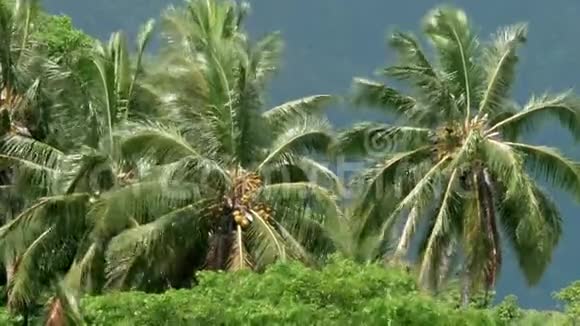夏威夷的棕榈树随风飘扬视频的预览图