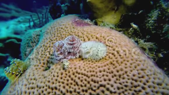珊瑚N上的一条圣诞树虫视频的预览图