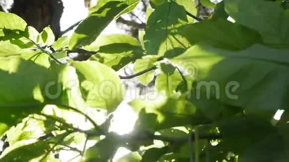 太阳的射线穿过树木的绿叶绿色的叶子和破碎的太阳活的质感视频的预览图