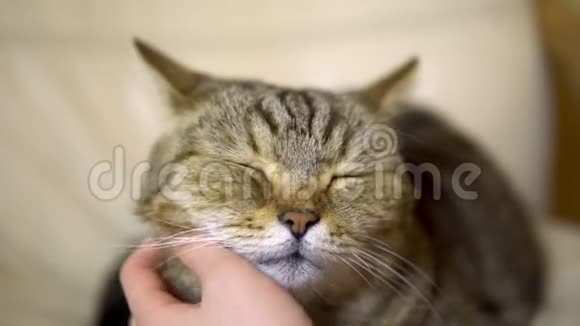 女孩抚摸一只英国品种的猫那只猫躺在椅子上闭上了高兴的眼睛猫脸贴紧视频的预览图