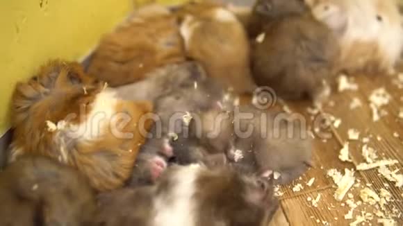 一群仓鼠睡在一起小而蓬松的仓鼠视频的预览图