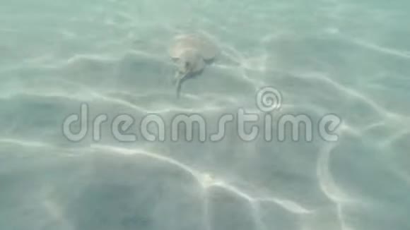 在沙质的海底游泳视频的预览图