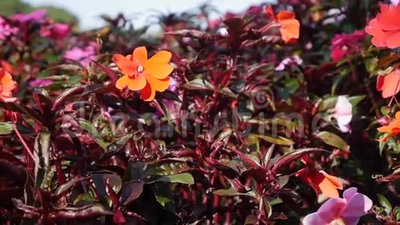 凤仙花霍克里有红色花朵的花坛红色天鹅绒花植物园林绿化特写视频的预览图