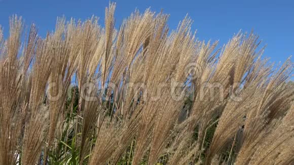 潘帕斯草逆天秋季观赏草近景视频的预览图