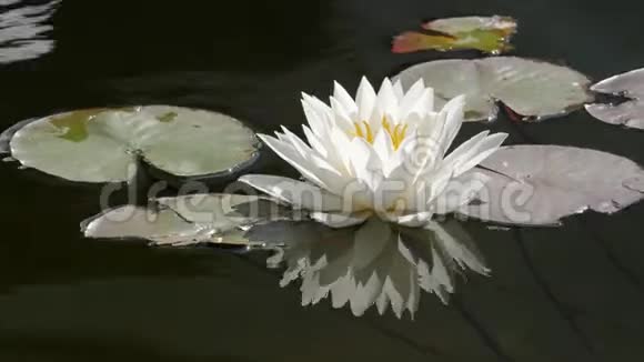 池塘里盛开的睡莲视频的预览图