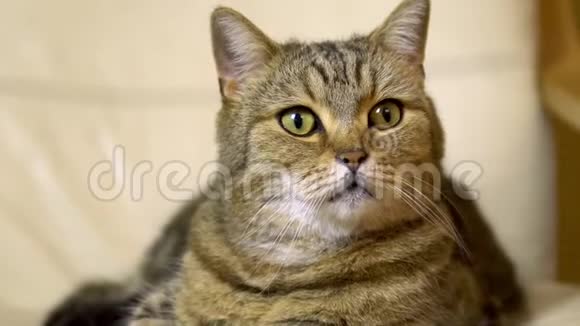 一只英国品种的猫躺在扶手椅上仔细看着猫脸贴紧视频的预览图