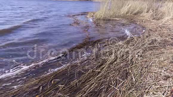 湖岸有芦苇视频的预览图