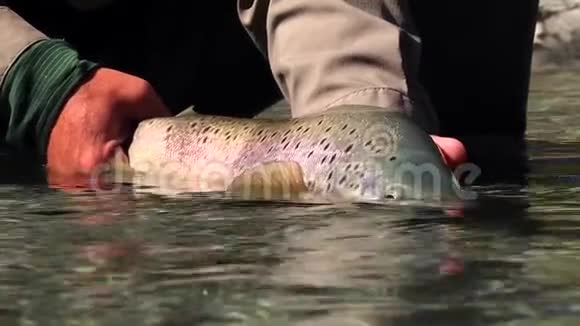 一个大鳟鱼奖杯坐在河里的渔夫手里拿着一条巨大的鳟鱼视频的预览图
