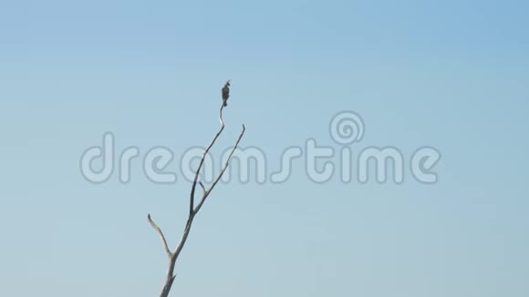 美丽的鹰影坐在棕树早午餐顶部视频的预览图