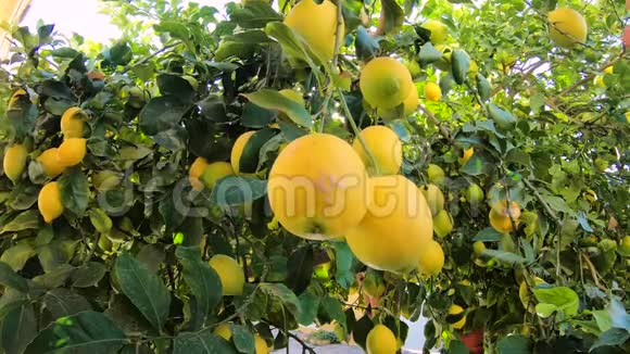 挂在树上的橘子水果采摘美丽健康的有机多汁柠檬视频的预览图