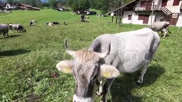 一头典型的提洛尔高山奶牛的特写镜头然后转过身在全景中看着其他奶牛视频的预览图