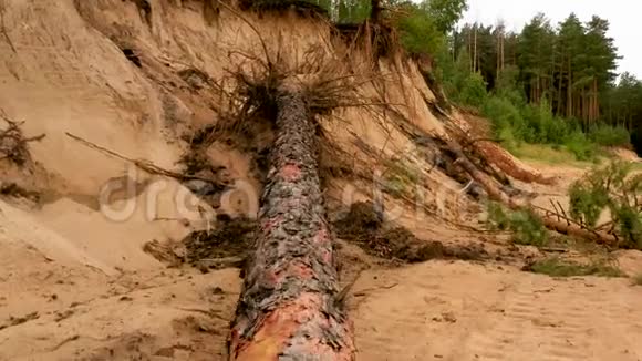 飓风摧毁了松林树木躺在沙滩上视频的预览图