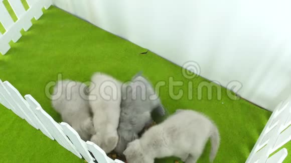 英国小猫在绿色地毯上吃东西视频的预览图