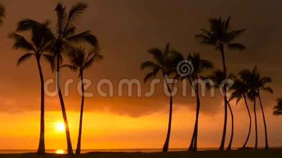热带棕榈树和夏威夷日落视频的预览图