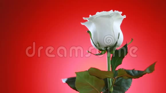 白色玫瑰花旋转特写红色背景爱的象征情人节卡片设计视频的预览图