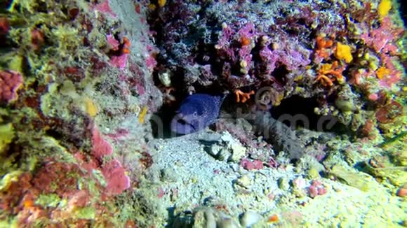 野生动物水下莫雷鳗鱼洞里视频的预览图