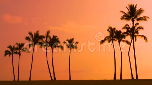 热带棕榈树和夏威夷日落视频的预览图