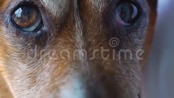 狗大大的棕色眼睛看着前方眨巴着极端的特写视频的预览图
