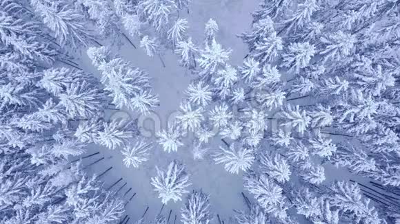用4KUHD摄像机拍摄冬季雪松林松树随风摆动视频的预览图