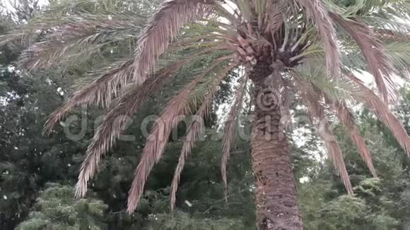 雪花飘落一棵棕榈树视频的预览图