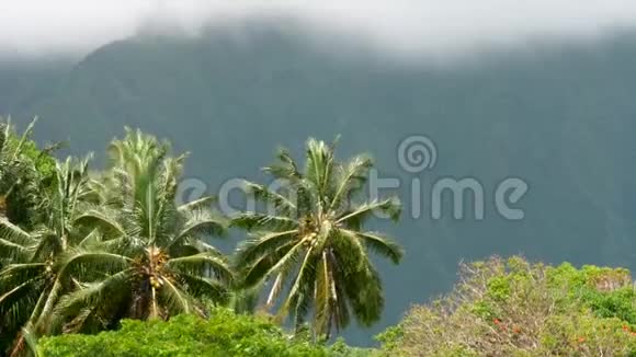 夏威夷的棕榈树随风飘扬视频的预览图