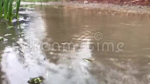 雨水水坑视频的预览图